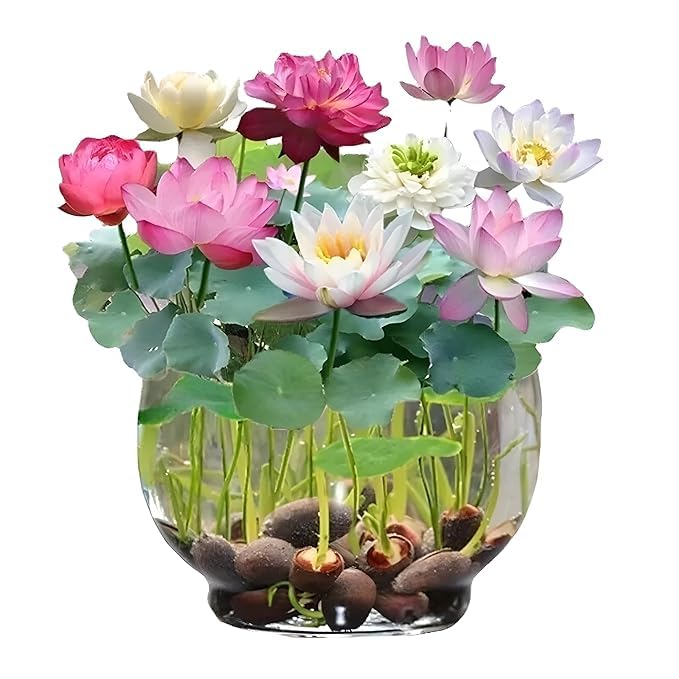 BloomEase Japanese Lotus Seeds – Quick Germination, Fast-Growing Colorful Water Flowers