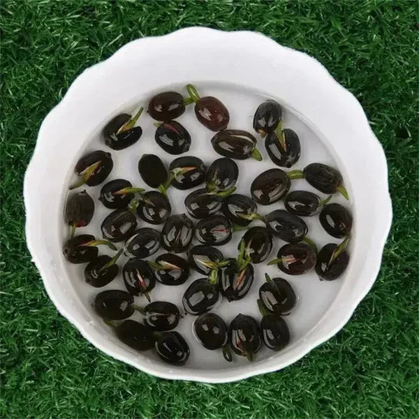 BloomEase Japanese Lotus Seeds – Quick Germination, Fast-Growing Colorful Water Flowers