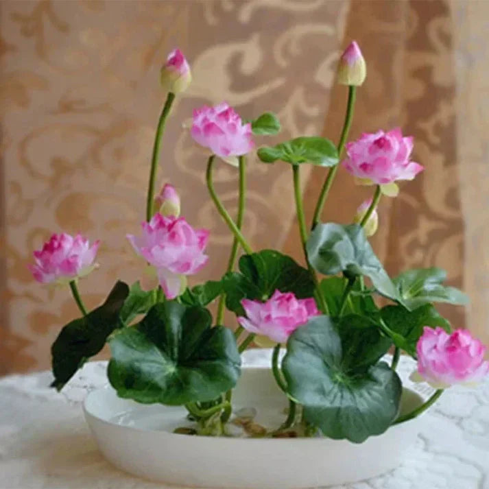 BloomEase Japanese Lotus Seeds – Quick Germination, Fast-Growing Colorful Water Flowers