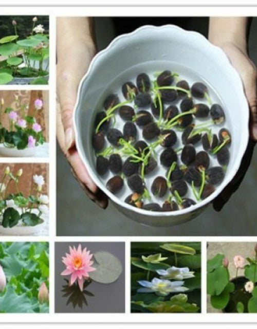 BloomEase Japanese Lotus Seeds – Quick Germination, Fast-Growing Colorful Water Flowers
