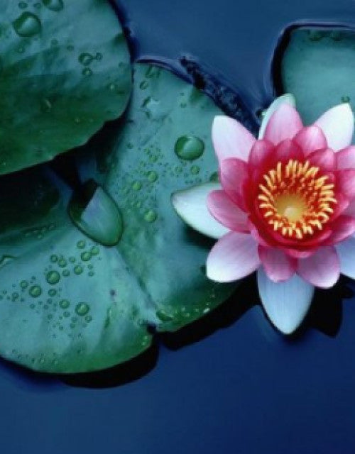 BloomEase Japanese Lotus Seeds – Quick Germination, Fast-Growing Colorful Water Flowers
