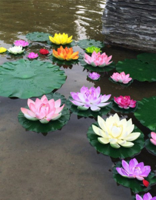 BloomEase Japanese Lotus Seeds – Quick Germination, Fast-Growing Colorful Water Flowers