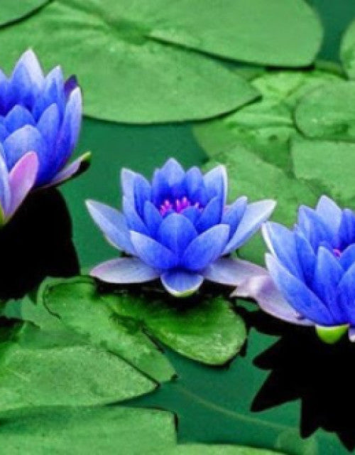 BloomEase Japanese Lotus Seeds – Quick Germination, Fast-Growing Colorful Water Flowers