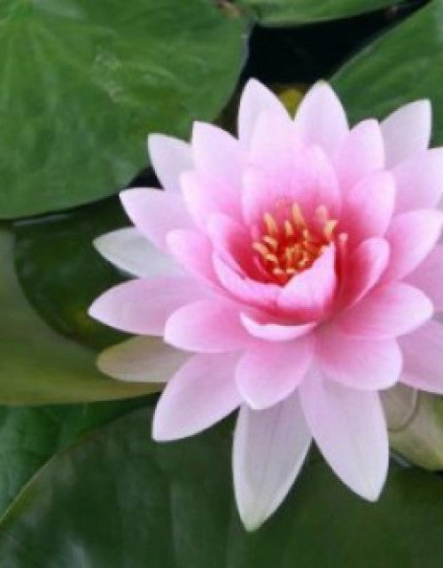 BloomEase Japanese Lotus Seeds – Quick Germination, Fast-Growing Colorful Water Flowers