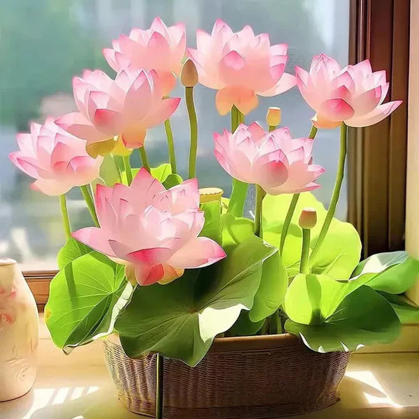 BloomEase Japanese Lotus Seeds – Quick Germination, Fast-Growing Colorful Water Flowers