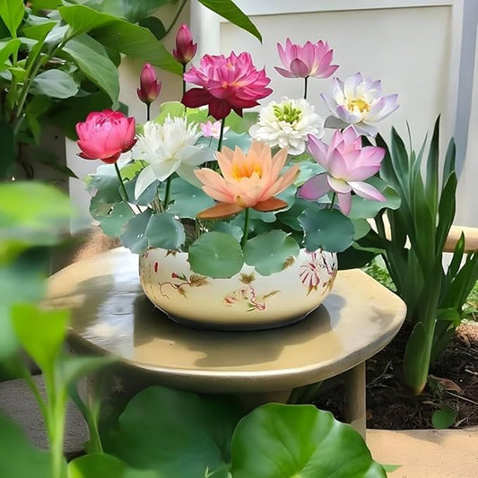 BloomEase Japanese Lotus Seeds – Quick Germination, Fast-Growing Colorful Water Flowers