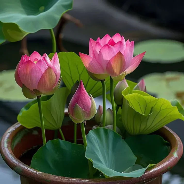 BloomEase Japanese Lotus Seeds – Quick Germination, Fast-Growing Colorful Water Flowers